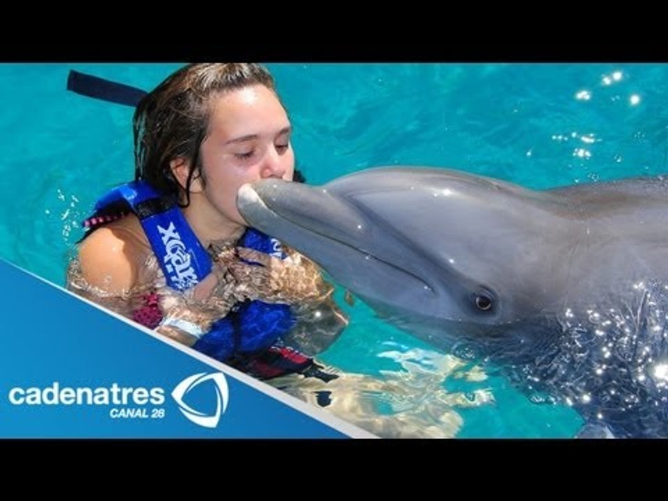 Nado con delfines / Nado con delfines para quit...