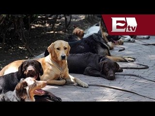 Inicia programa de registro de mascotas en la Ciudad de México / Comunidad