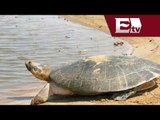 Posible embargo pesquero por captura incidental de tortugas amarillas. México/Excélsior en la Media