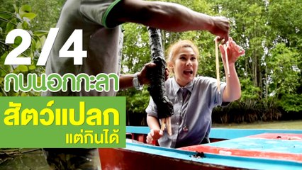 กบนอกกะลา : สัตว์แปลก แต่กินได้ ช่วงที่ 2/4 (6 ก.ย.61)