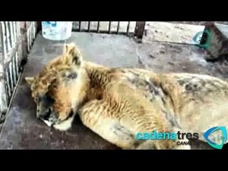 Liberan y sanan a la leona 'Morelia' luego de sufrir duros maltratos en circo