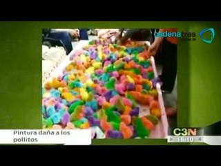Mexico vende pollitos de colores