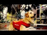 Así hacen deporte los perros rescatistas | Adrenalina