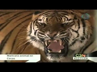 Aumenta el maltrato en circos