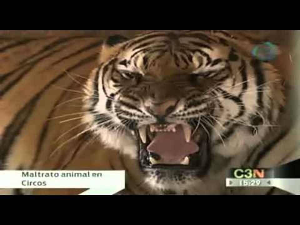 Aumenta el maltrato en circos