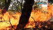 Continúan los incendios en Michoacán, se han reportado 500 incendios.