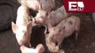 Francia prohibe importación de cerdos desde México y EU/ Dinero Rodrigo Pacheco