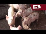 Francia prohibe importación de cerdos desde México y EU/ Dinero Rodrigo Pacheco