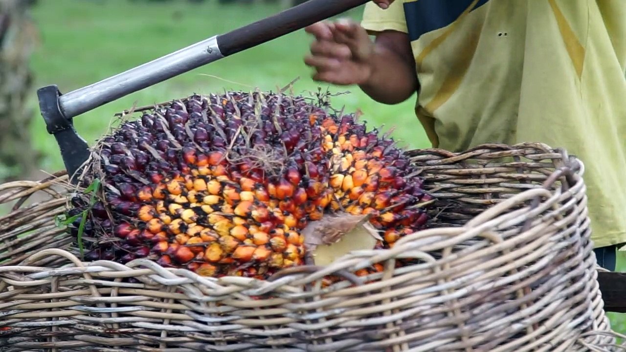 Umstrittenes Palmöl: Bauern in Indonesien bangen um ihre Zukunft