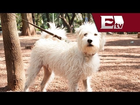 Prohibirán la venta de animales en mercados del DF / Comunidad