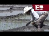 Más del 80% del arroz consumido en México proviene de importaciones  / Excélsior Informa