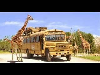 Conoce el increíble mundo animal en Africam Safari