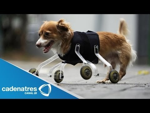 ¿Qué es la rehabilitación canina y felina? / Rehabilitación de animales