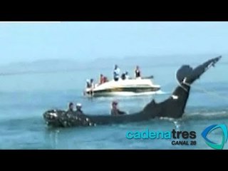 Liberan a ballena varada en La Paz, Baja California Sur