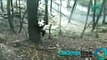Osos panda sufren susto por sismo y reciben atención psicológica