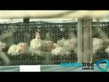 Detectan virus de influenza aviar en granja de Puebla; sacrifican 55 mil aves