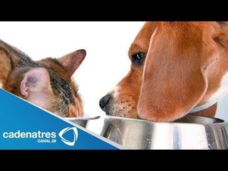 El IVA en los alimentos para mascotas