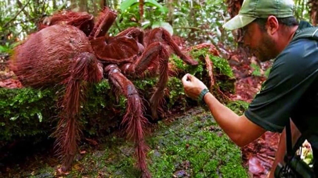 अपने__रियल_साइज_से_कही_ज्यादा_बड़े__10_जानवर_Top_10_Largest_animal_of_the_world