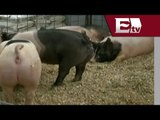 Virus de diarrea epidémica porcina favorece ventas de Grupo Kuo / Dinero