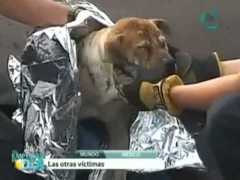 Animales también fueron víctimas de explosión de pipa en Xalostoc, Ecatepec