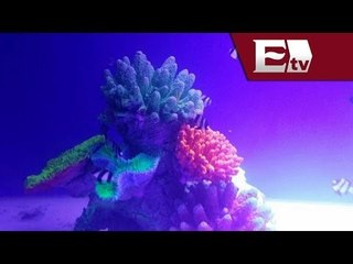 Acuario Subterráneo del DF abrirá sus puertas al público el 11 de Junio / Excelsior en la media