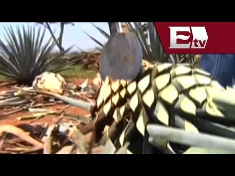 ¿Cuáles son los actuales retos en el comercio de tequila? / Dinero Darío Celis