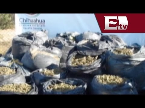 Decomisan 430 kilos de marihuana y camioneta robada en Chihuahua / Excélsior Informa
