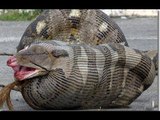 Jóvenes encuentran a pitón más grande de la historia en Florida / Young found largest python