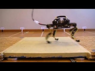 Gato hecho robot / inventan el robot más rápido de la historia