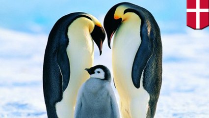Gay penguins kidnap chick from hetero couple at Denmark zoo