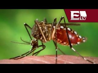 ¿Qué es el virus de Chikungunya?, México detecta primer caso / Excélsior Informa