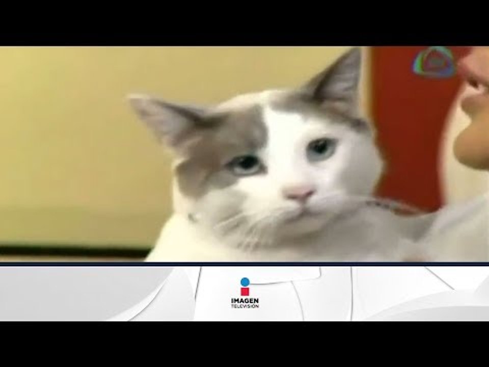 Mitos y realidades de los gatos /Myths and realities of cats