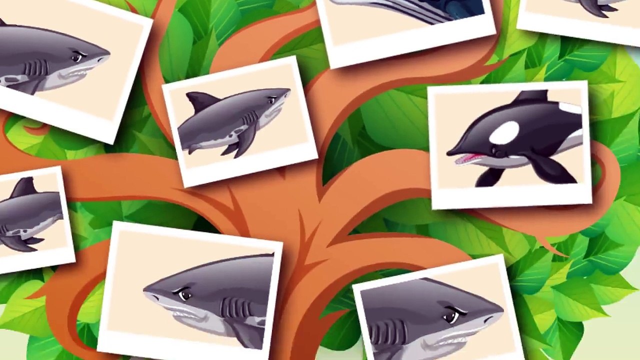 Hat sich der Megalodon zum Großen Weißen entwickelt?