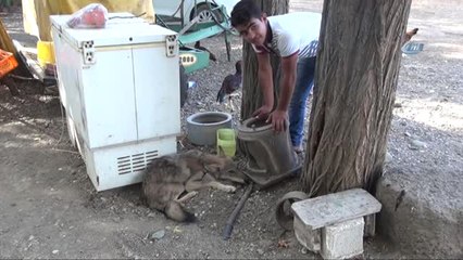 Yol Kenarındaki Yaralı Kurda Vatandaş Sahip Çıktı