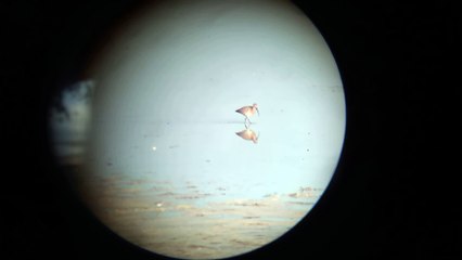 Großer Brachvogel im Naturschutzgebiet vom Jagdaufseher