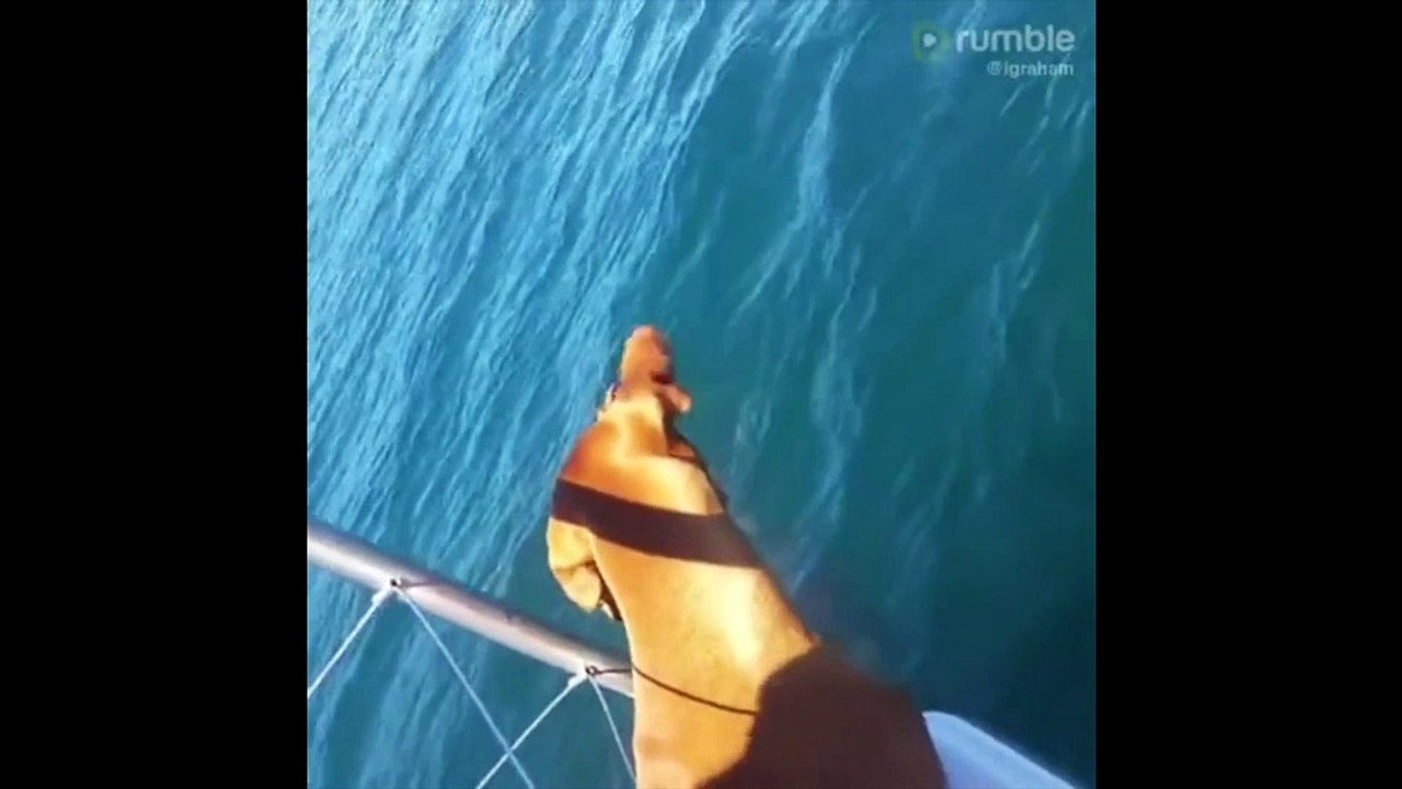Un chien rencontre des dauphins