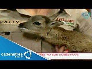 Africam Safari nos visita en Nuestro Día