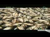 Flotan miles de peces muertos en la presa Hurtado, en Jalisco