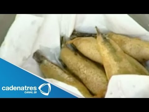 Receta de Sardinas fritas
