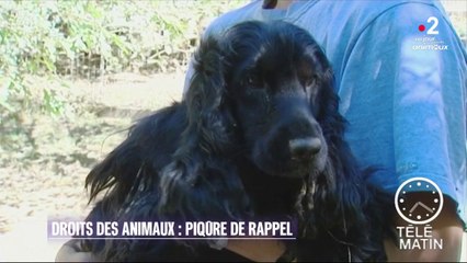Conso – Droits des animaux : piqûre de rappel