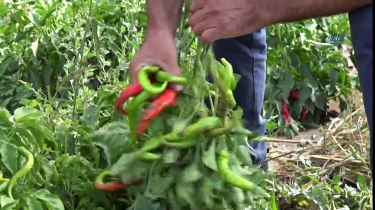 Çiftçiler Yılın Son Hasadını Tarladan Topluyor