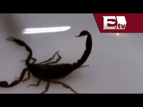 En Guadalajara se investigarán enfermedades transmitidas por mosquitos/Pascal Beltran del Rio