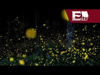 Increíble espectáculo con luciérnagas en Tlaxcala / Todo México