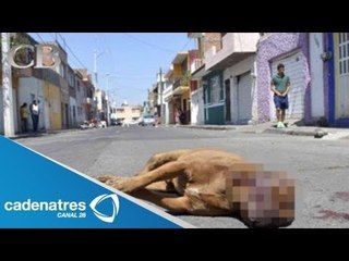 Impactante agresión a perros en Yucatán, sólo por matar gallinas