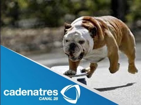 ¡Increíble video! / Perros en patineta / Perros skaters (VIDEO)