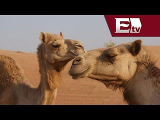 Camellos se convierten en  mascota de un parque industrial en Chihuahua / Todo México