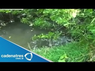 Cocodrilos siembran temor en un arroyo de Mazatlán, Sinaloa