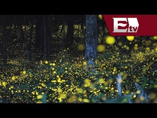 Fantástico avistamiento de luciérnagas en los bosques de Tlaxcala/ Alejandro Ocaña