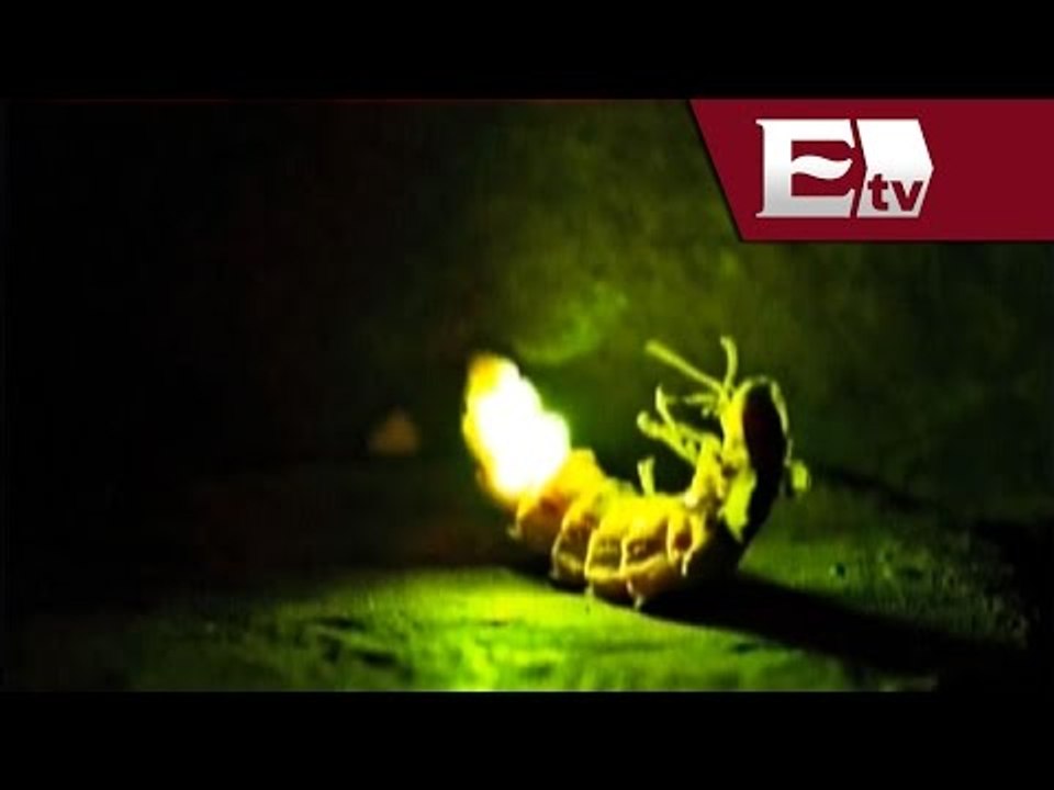 El brillo de las luciérnagas en San Juan Nanacamilpa /Alejandro Ocaña