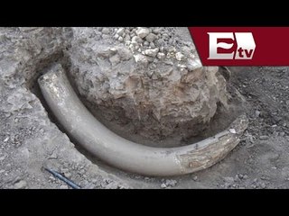 Reportan hallazgo de colmillo de mastodonte en Puebla / Excélsior informa